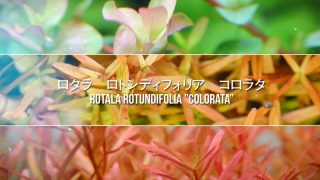 Thumbnail of post image 025